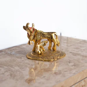Cow medium
